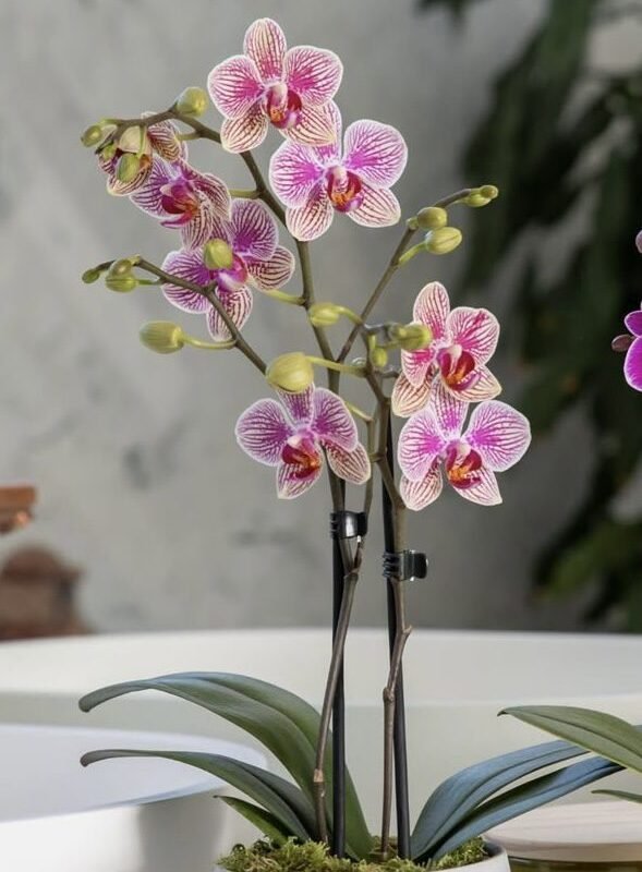 Orquídea mini diferentes colores, 2 varas