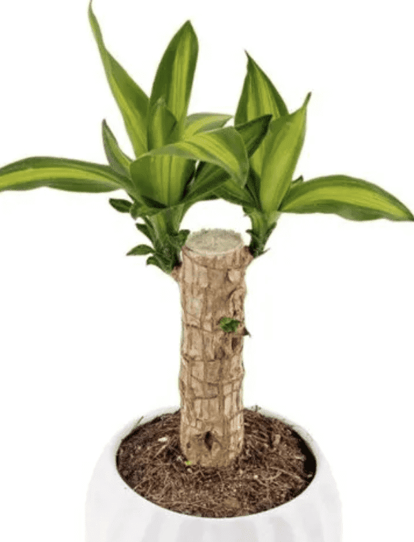 Palo de brasil 40 cm aprox.