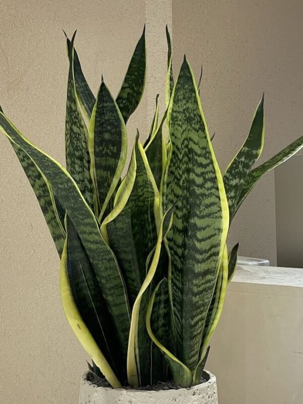 Sansaveira o lengua de suegra 40 cm aprox