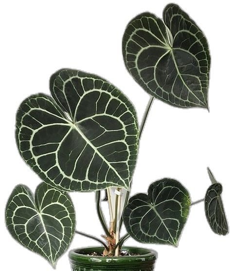 Anturio 4 hojas aprox