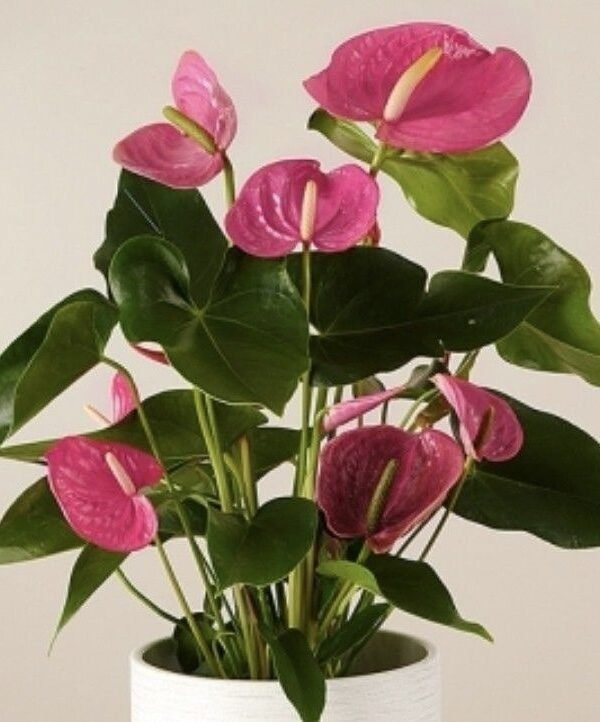 Anturio mediano dif colores