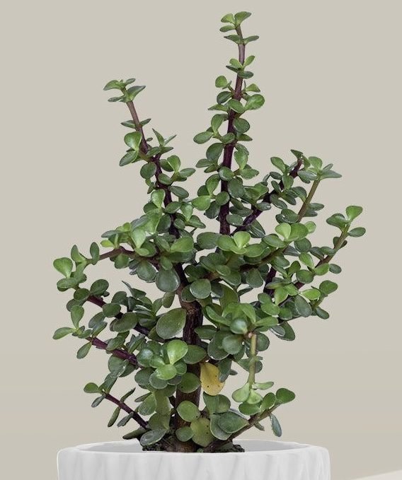 Variedad de suculentas diferente variedad 10 aprox