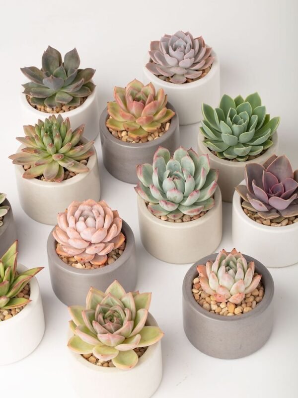Macetas suculenta